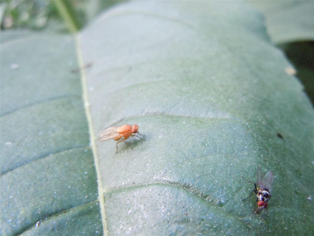 Mosca rossa